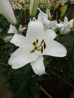 [4513 PO101 Finion No02.JPG]